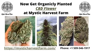 Now Get Organicly Planted CBD Flower at Mystic Harvest Farm