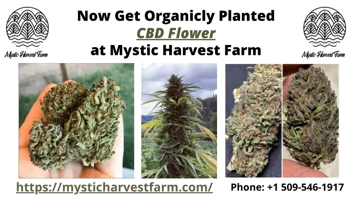 now get organicly planted cbd flower at mystic