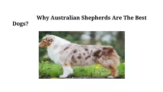 Why Australian Shepherds Are The Best Dogs?