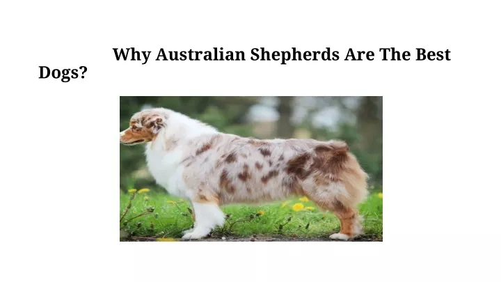 why australian shepherds are the best dogs