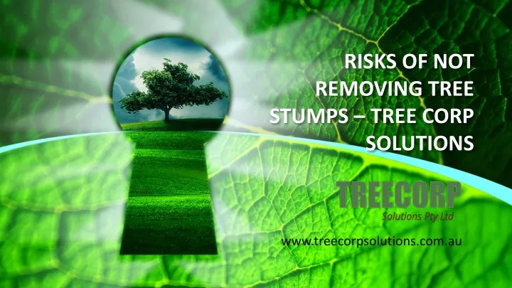 risks of not removing tree stumps tree corp solutions