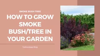 Smoke Tree: How To Grow Smoke Bush In Your Garden | TediousApp!