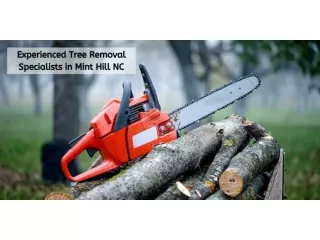 Experienced Tree Removal Specialists in Mint Hill NC
