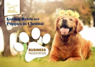 Golden retriever puppies in chennai | Golden Retriever