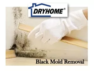 black mold removal