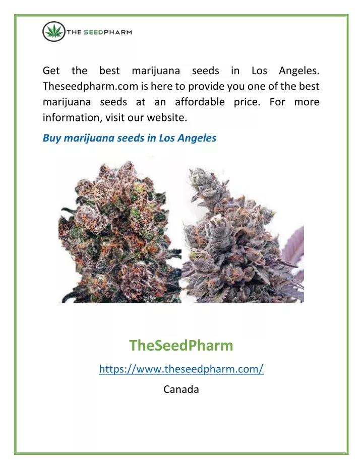 get the best marijuana seeds in los angeles
