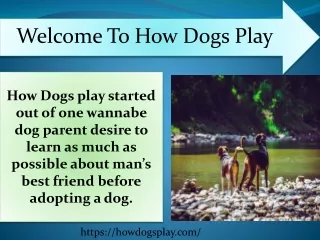 Welcome to How dogs play