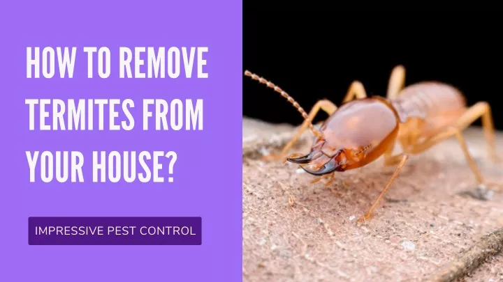 how to remove termites from your house