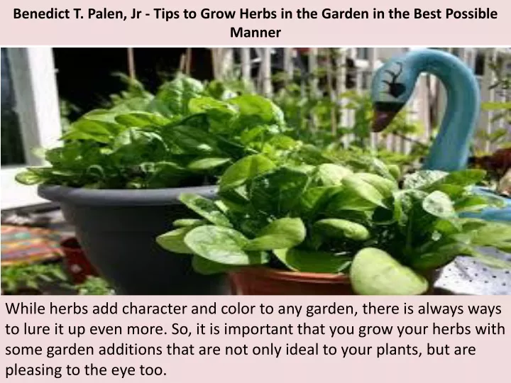benedict t palen jr tips to grow herbs in the garden in the best possible manner