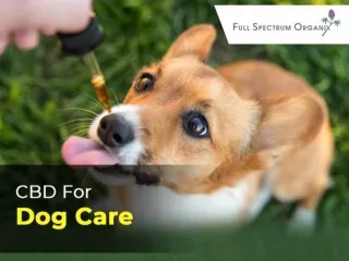 CBD For Dog Care