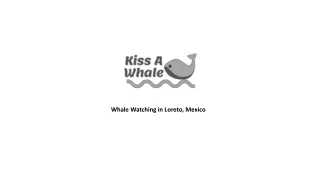 Whale Watching in Loreto Mexico