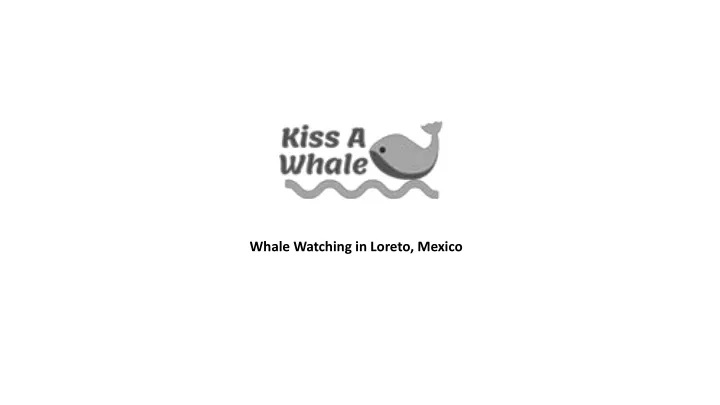 whale watching in loreto mexico