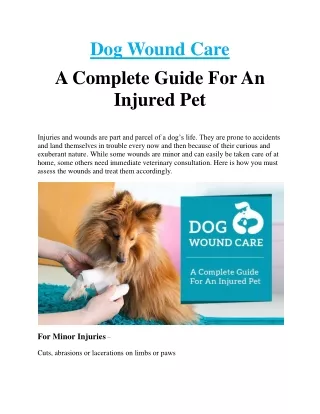 Dog Wound Care – A Complete Guide For An Injured Pet