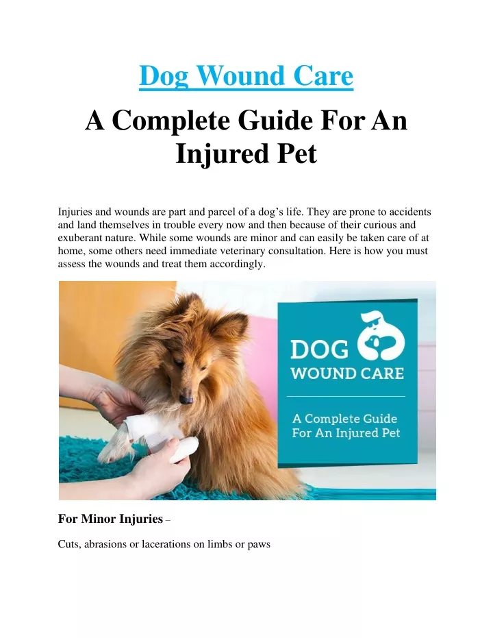 dog wound care a complete guide for an injured pet