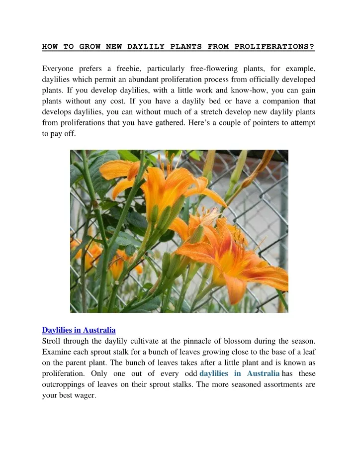 how to grow new daylily plants from