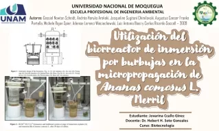 Utilización del biorreactor de inmersión por burbujas en la micropropagación de Ananas comosus L. Merril.