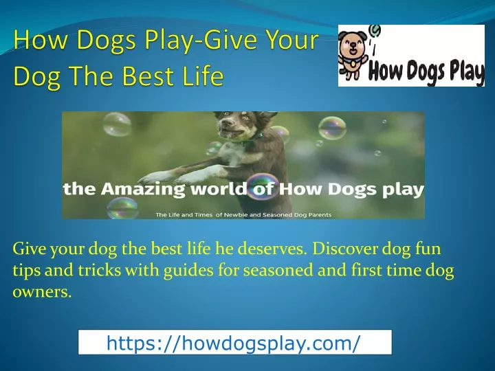 how dogs play give your dog the best life