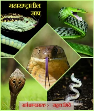 Snakes of maharashtra (marathi version)