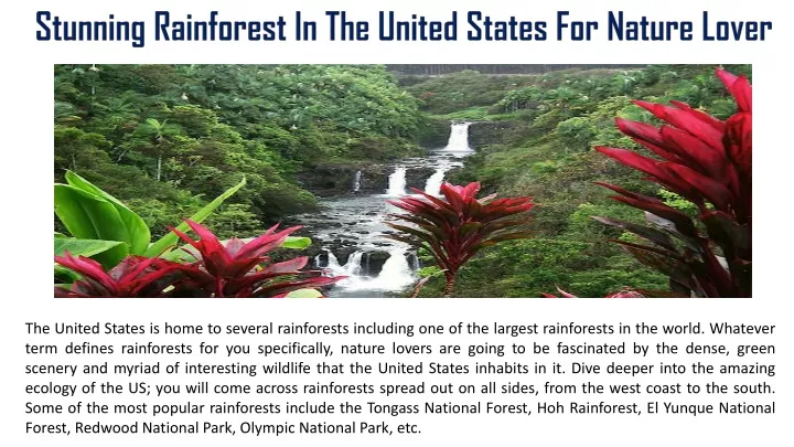 stunning rainforest in the united states