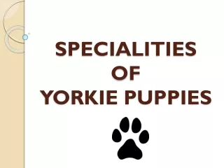 Yorkie Puppies Specialties & Seller