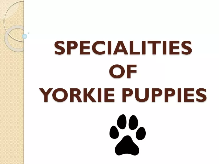 specialities of yorkie puppies