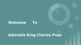 King Charles Puppies for Sale Near Me