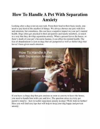 How To Handle A Pet With Separation Anxiety
