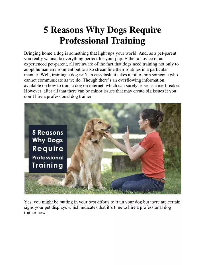 5 reasons why dogs require professional training
