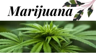 A quick Review on Medical Marijuana