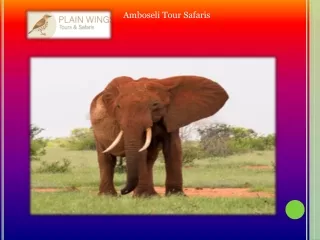 amboseli tour safaris