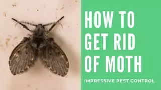 How to Get Rid of Moth | Impressive Pest Control