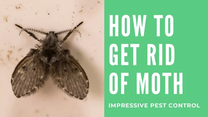 how to get rid of moth