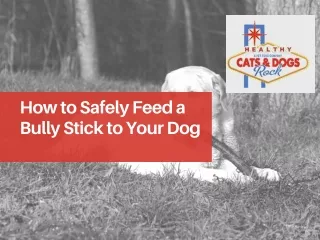 How to Safely Feed a Bully Stick to Your Dog