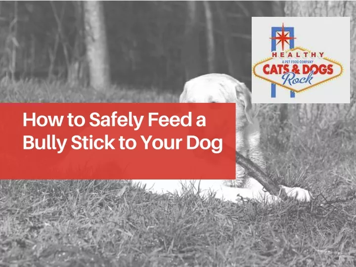 how to safely feed a bully stick to your dog
