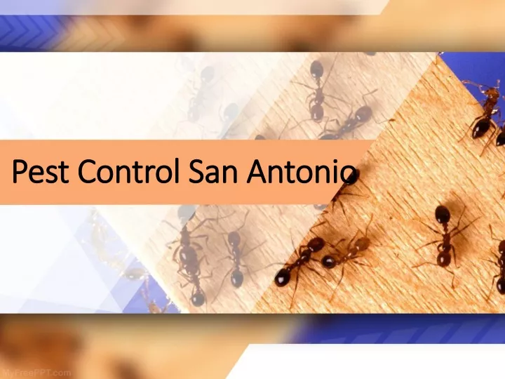 pest control san antonio