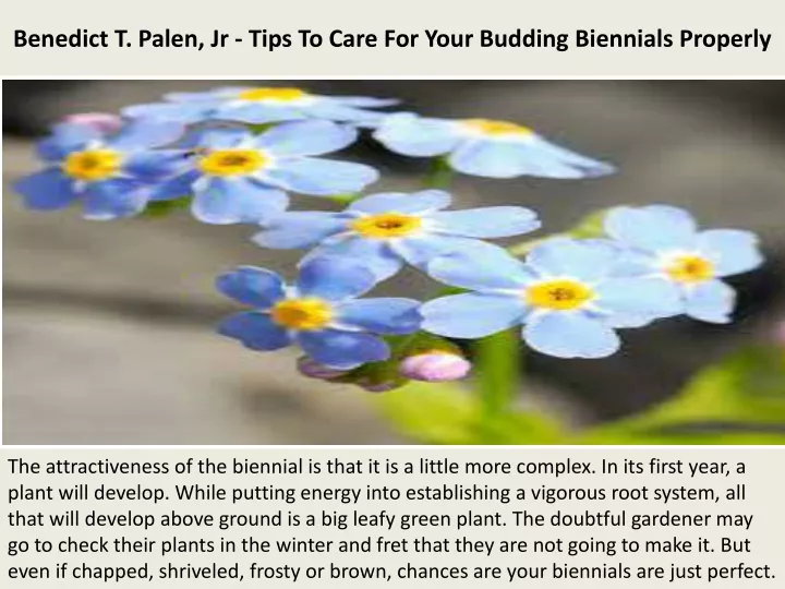 benedict t palen jr tips to care for your budding biennials properly