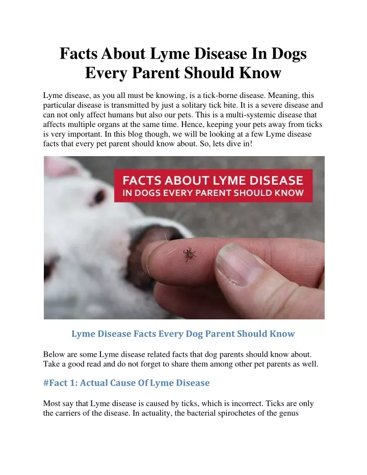 facts about lyme disease in dogs every parent