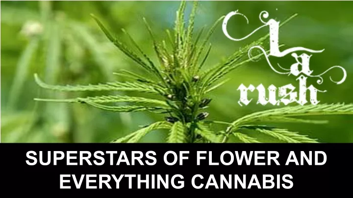 superstars of flower and everything cannabis