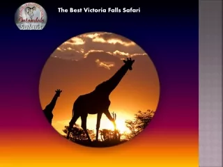 The Best Victoria Falls Safari