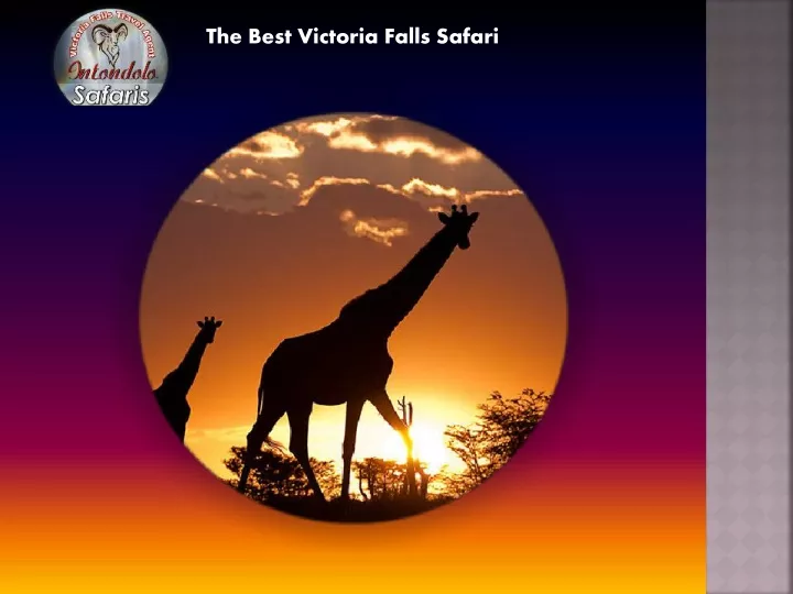 the best victoria falls safari