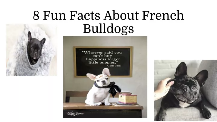 8 fun facts about french bulldogs