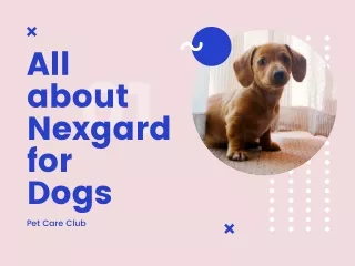 All about Nexgard for Dogs