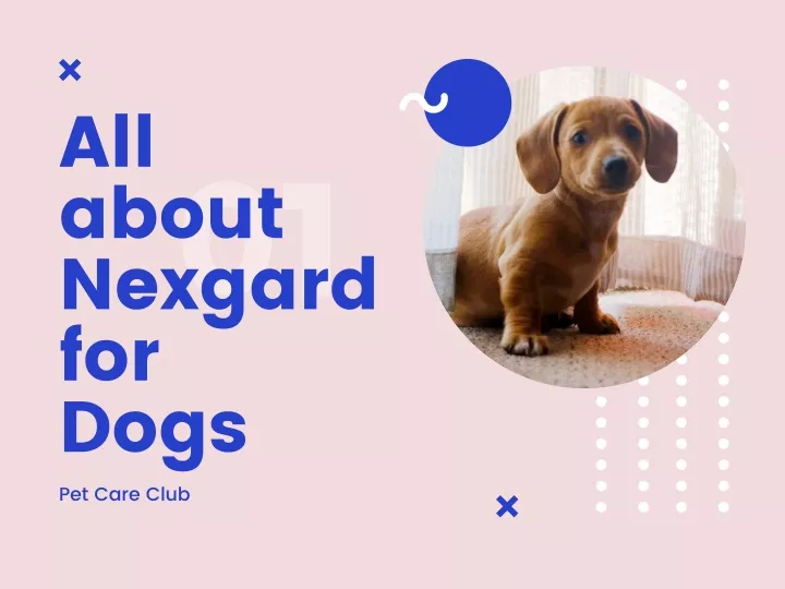 all about nexgard for dogs pet care club