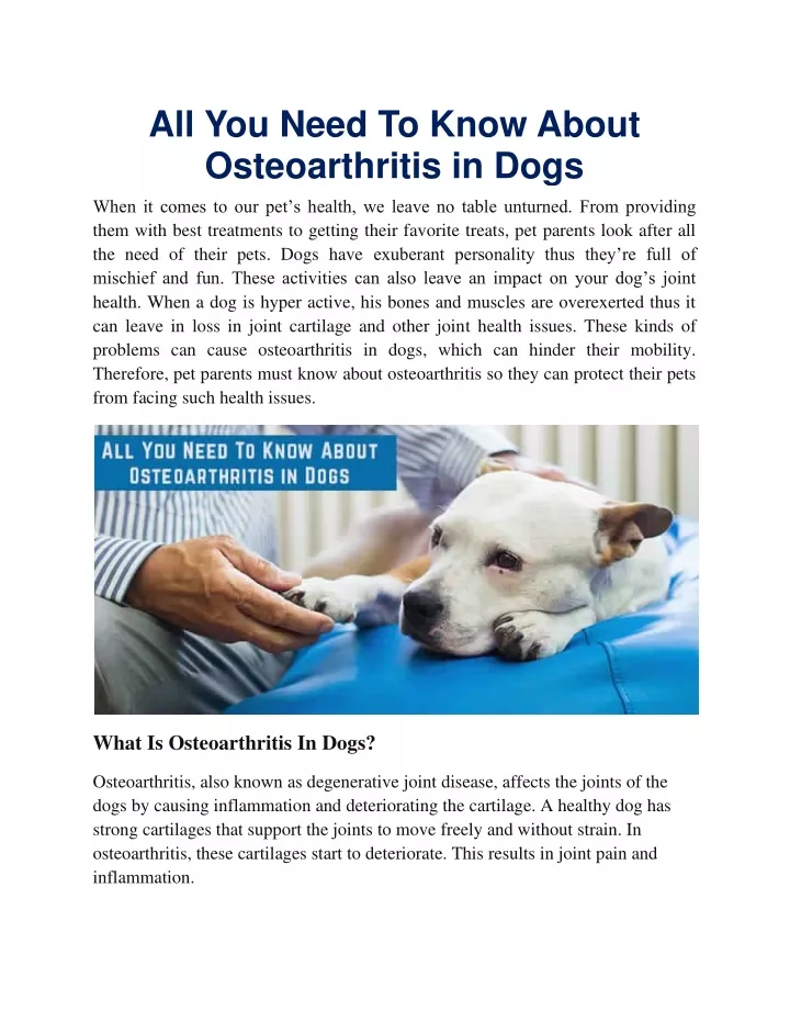 all you need to know about osteoarthritis in dogs