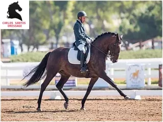 Los Angeles Dressage Stable