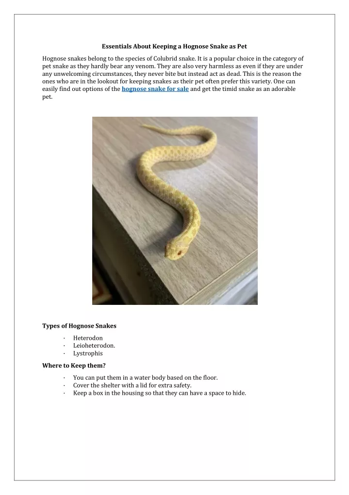 essentials about keeping a hognose snake as pet