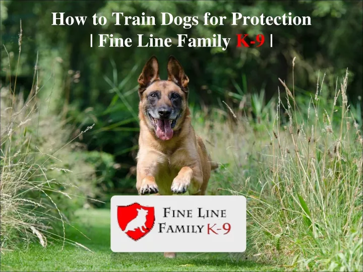 how to train dogs for protection fine line family k 9