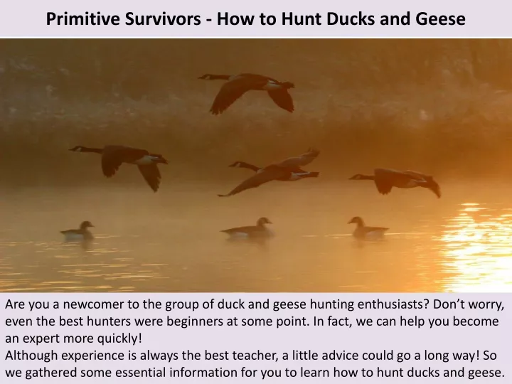 primitive survivors how to hunt ducks and geese