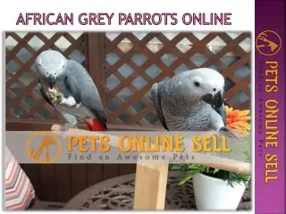 Buy Beautiful African Grey Parrots Online: Pets Online Sell