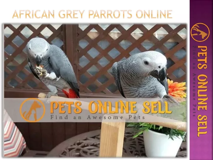 african grey parrots online